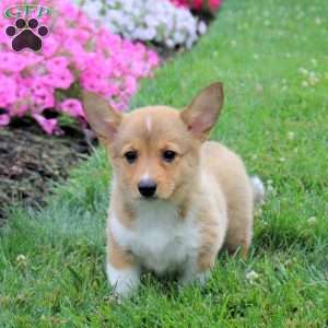 Summer, Pembroke Welsh Corgi Puppy