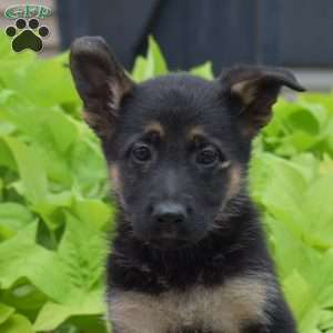 Summer, German Shepherd Puppy