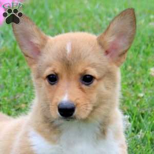 Summer, Pembroke Welsh Corgi Puppy