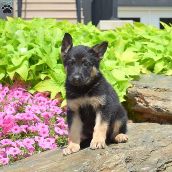 Summit, German Shepherd Puppy