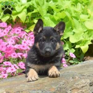 Summit, German Shepherd Puppy