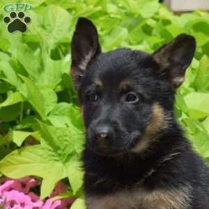Summit, German Shepherd Puppy
