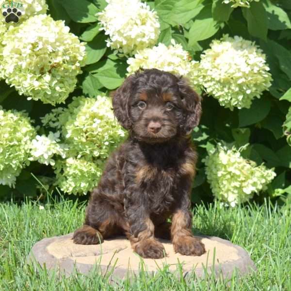 Sundae, Cockapoo Puppy