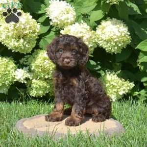 Sundae, Cockapoo Puppy