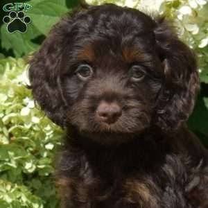 Sundae, Cockapoo Puppy