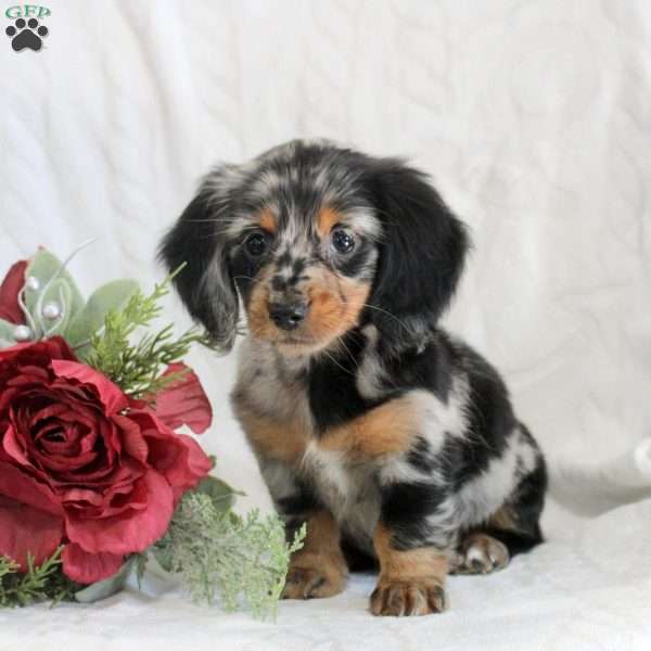 Sunday, Dachshund Puppy