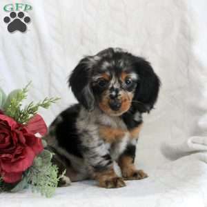 Sunday, Dachshund Puppy