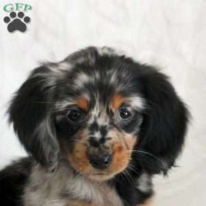 Sunday, Dachshund Puppy