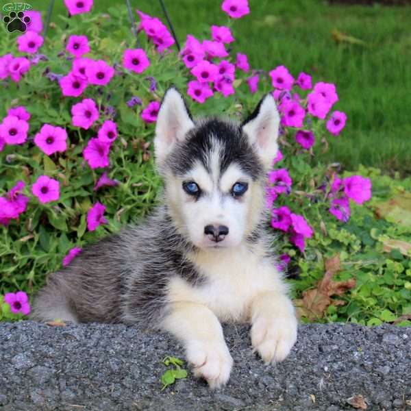 Sunny, Siberian Husky Puppy