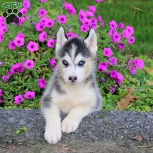 Sunny, Siberian Husky Puppy