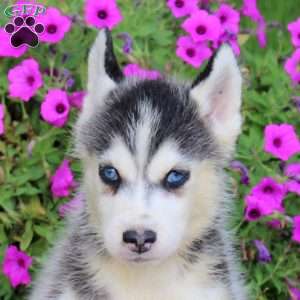 Sunny, Siberian Husky Puppy