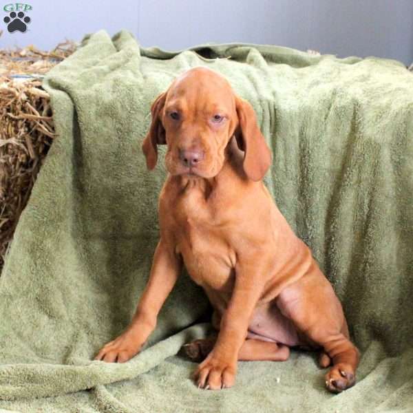 Sunrise, Vizsla Puppy