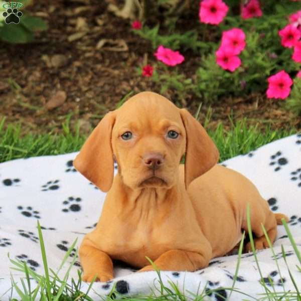 Sunrise, Vizsla Puppy