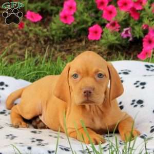Sunrise, Vizsla Puppy