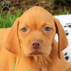 Sunrise, Vizsla Puppy