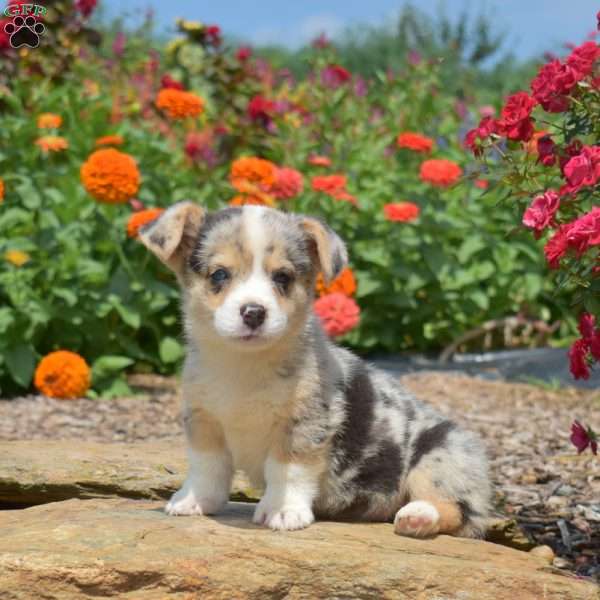 Sunrise, Pembroke Welsh Corgi Puppy