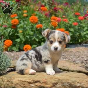 Sunrise, Pembroke Welsh Corgi Puppy