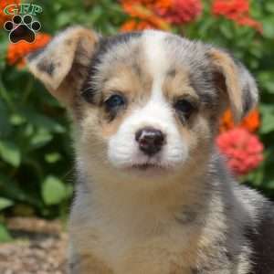 Sunrise, Pembroke Welsh Corgi Puppy