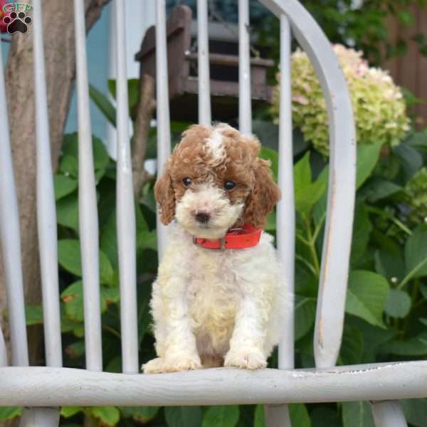 Sunshine, Miniature Poodle Puppy