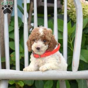 Sunshine, Miniature Poodle Puppy