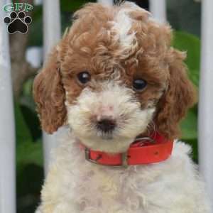 Sunshine, Miniature Poodle Puppy