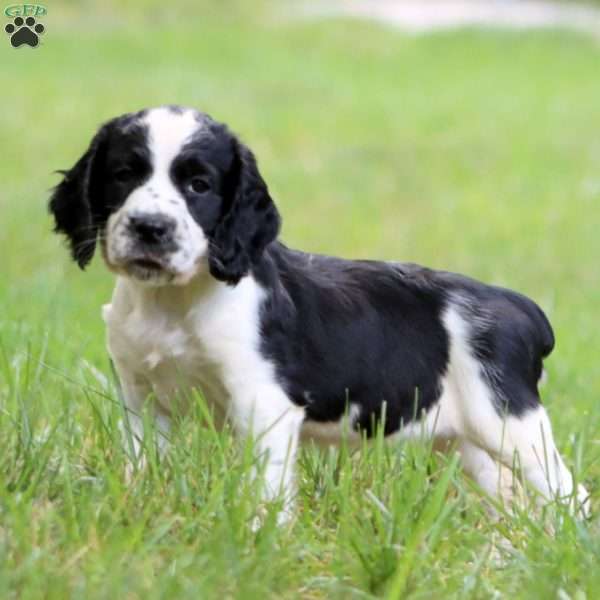 Sunshine, English Springer Spaniel Puppy