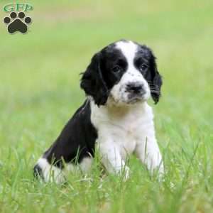 Sunshine, English Springer Spaniel Puppy
