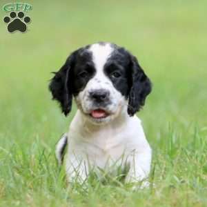 Sunshine, English Springer Spaniel Puppy