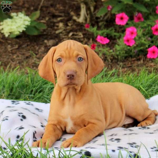 Sweetie, Vizsla Puppy