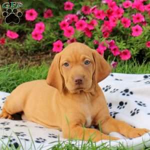 Sweetie, Vizsla Puppy