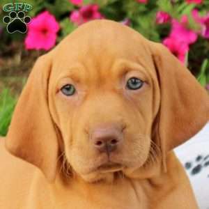 Sweetie, Vizsla Puppy