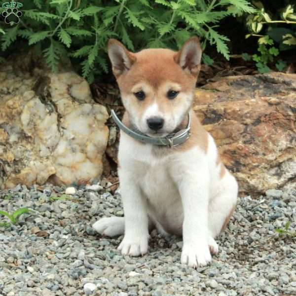 Tabby, Shiba Inu Puppy