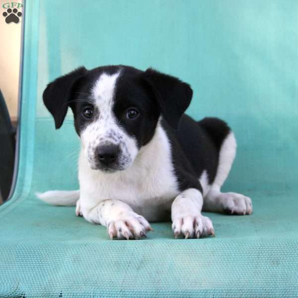 Taffy, Border Collie Mix Puppy
