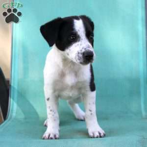 Taffy, Border Collie Mix Puppy