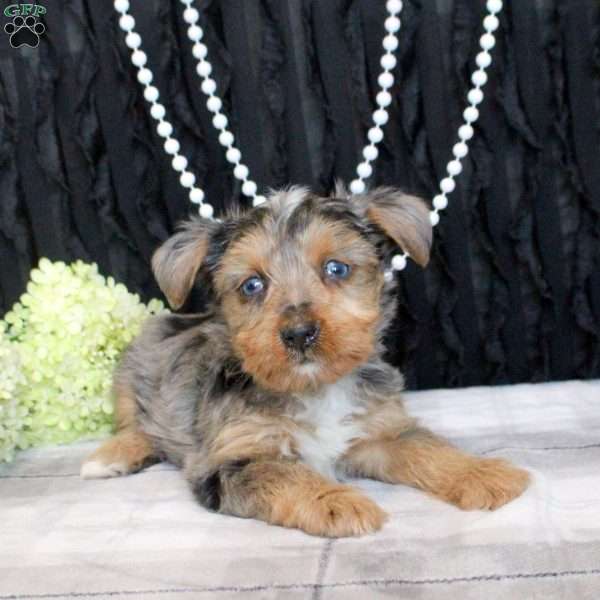 Talia, Yorkie Puppy