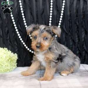 Talia, Yorkie Puppy