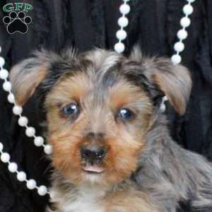 Talia, Yorkie Puppy