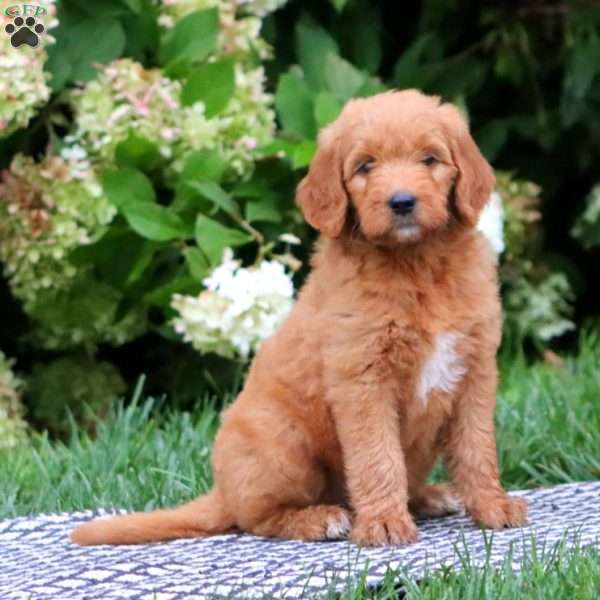 Tammy, Goldendoodle Puppy