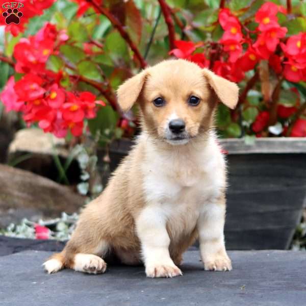 Tammy, Pembroke Welsh Corgi Puppy