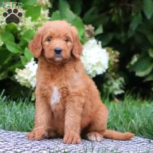 Tammy, Goldendoodle Puppy