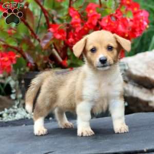 Tammy, Pembroke Welsh Corgi Puppy