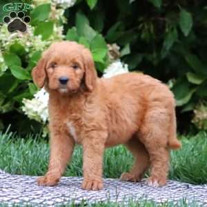Tammy, Goldendoodle Puppy