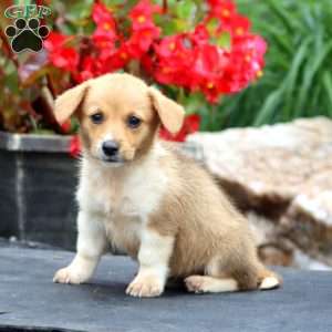 Tammy, Pembroke Welsh Corgi Puppy