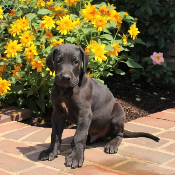 Tank, Great Dane Puppy