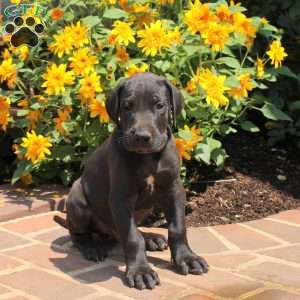 Tank, Great Dane Puppy