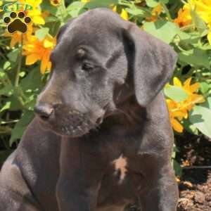Tank, Great Dane Puppy