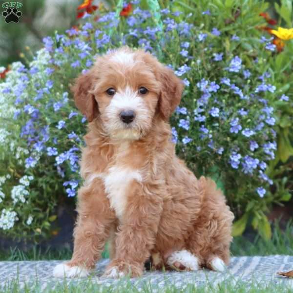 Tanner, Mini Labradoodle Puppy