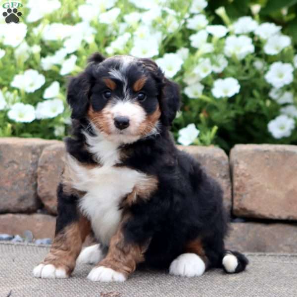 Taryn, Mini Bernedoodle Puppy