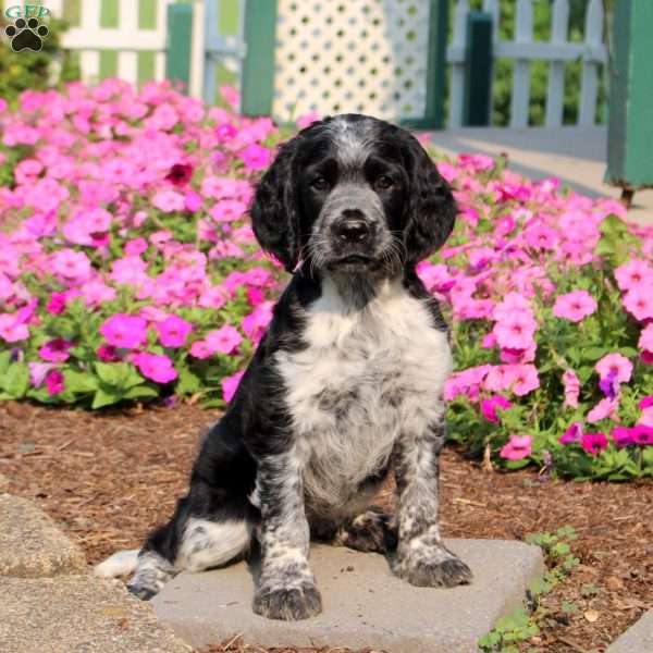 Tasha, English Springer Spaniel Puppy