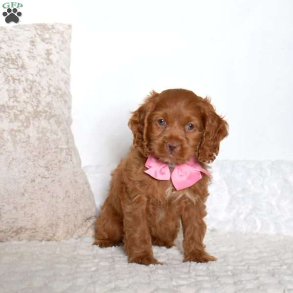 Tasha, Cockapoo Puppy